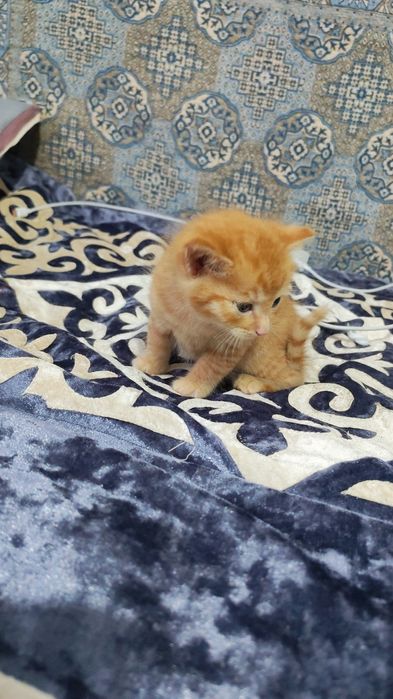 Отдам в хорошие руки котят