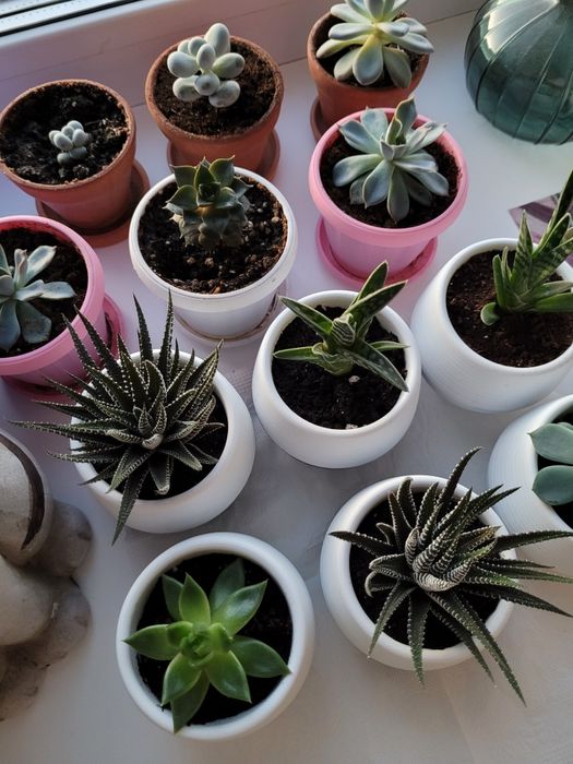 Самые лучшие цветы