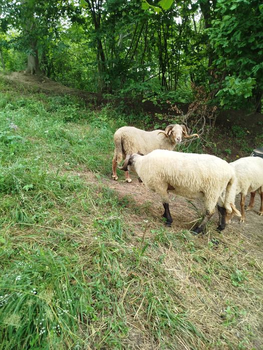 Vând 2  berbeci buni de ținut sau taiat