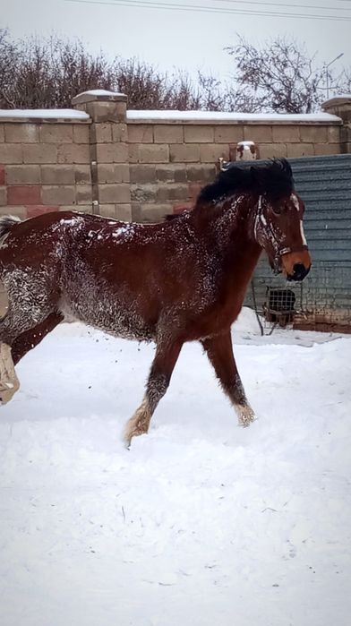 Продам жирную бие с откорма.