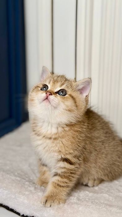 Британские короткошерстные котята ищут дом