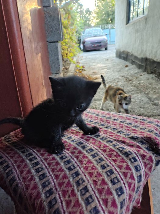 Отдам котят в хорошие руки