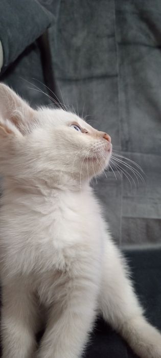 Ласковый котик, ждёт добрые ручки.
