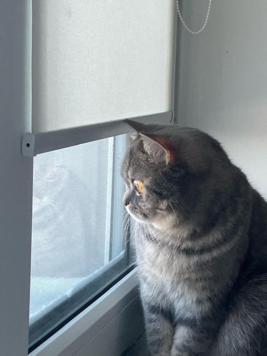 Кошечка стерильная
