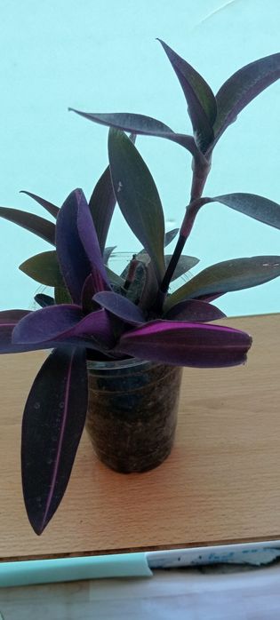 Герань. Комнатный цветок. 2500
