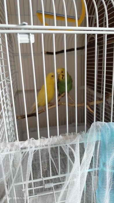 Продам пару попугаев