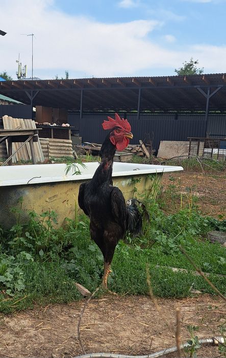 Дакан, шолпан микс шамо