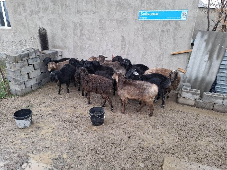 Қошқарлар сатылады семіз