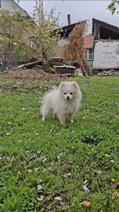 Мини Померанский щпиц мальчик