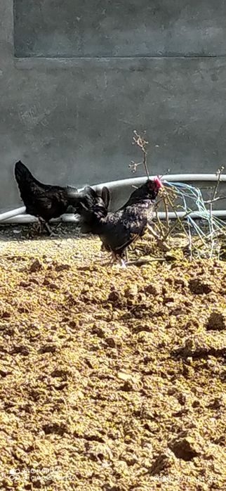 Yapon tovuq va xorozlar sotiladi