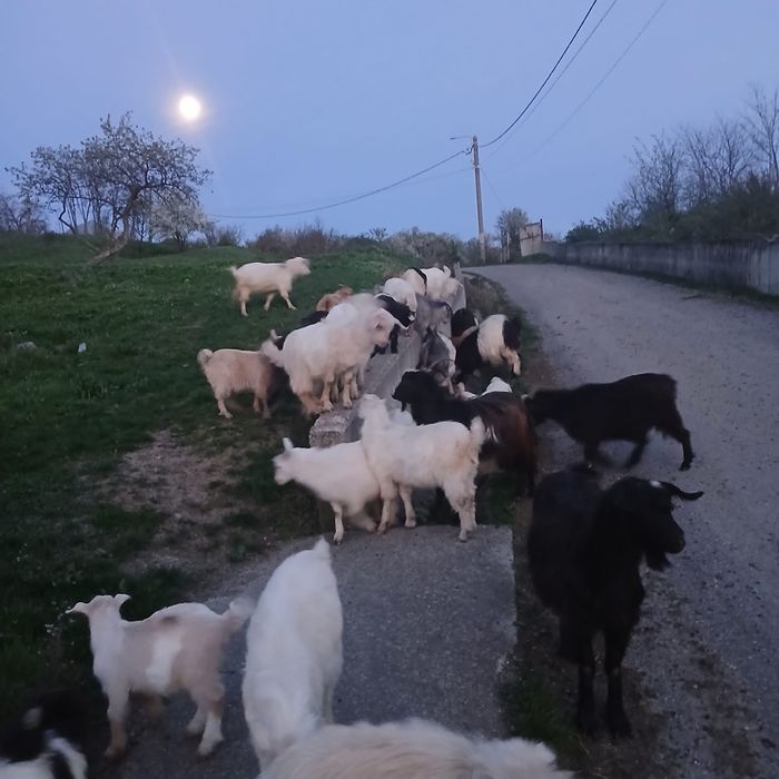 Iezi de vânzare    .