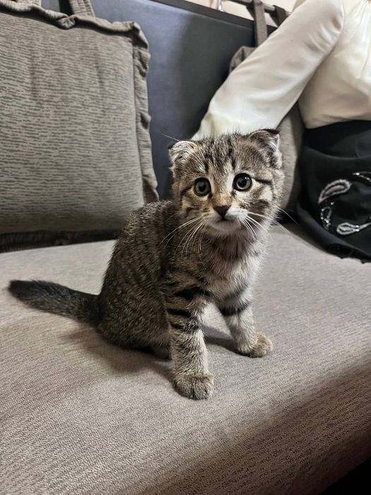 Scottish fold qiz 2 oylik