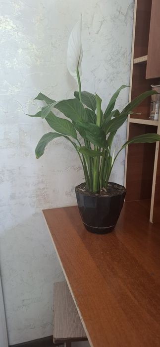 Продам цветы женское счастье