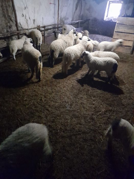 Oi și miei de vânzare