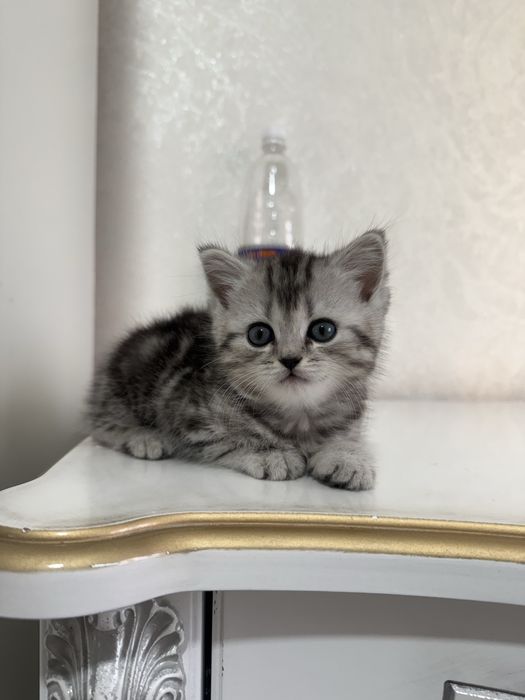 Кошка,котёнок,котята