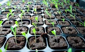 Продам биогумус 5л