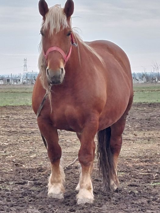 Vand iapa sarga de 3 ani jumare!