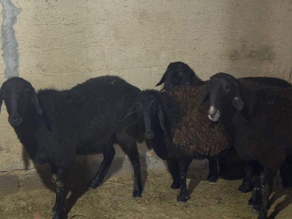 Surxondaryo xusori qoylari