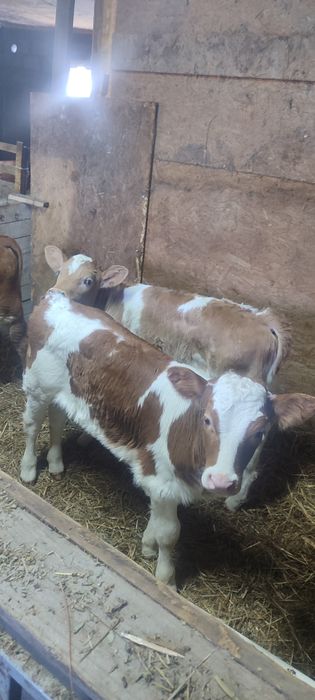 Телята 1 мес и 1,5мес