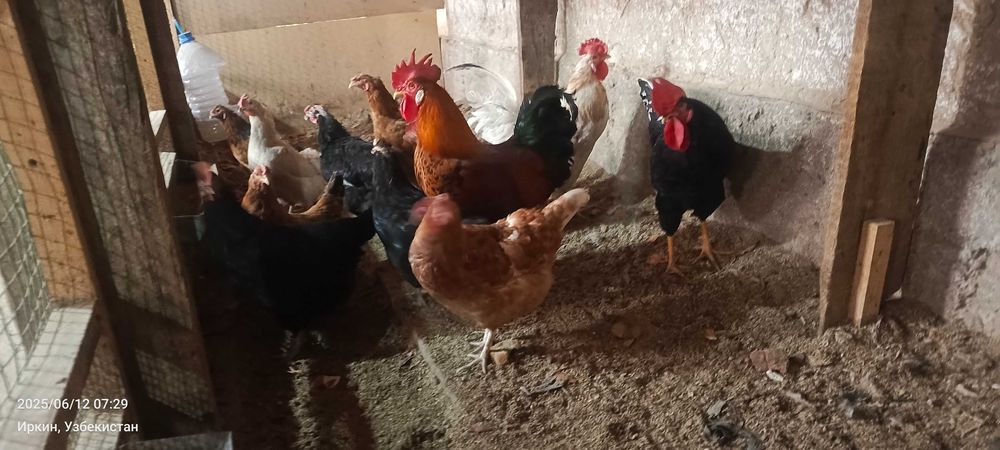 Домашние куры несушки