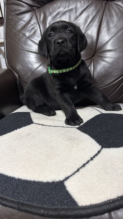 Pui Labrador Retriever