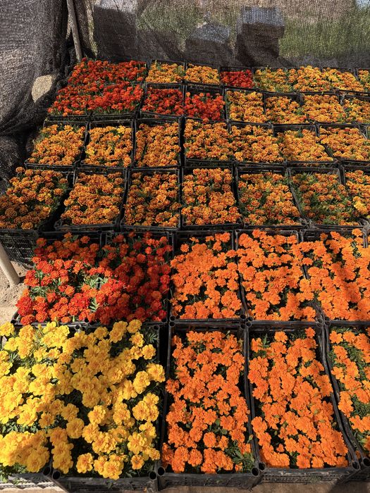 Гуллар Бананза ва Тайгес Шафран Райхонлар