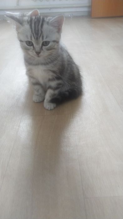 Продам кошечку 2 месяца