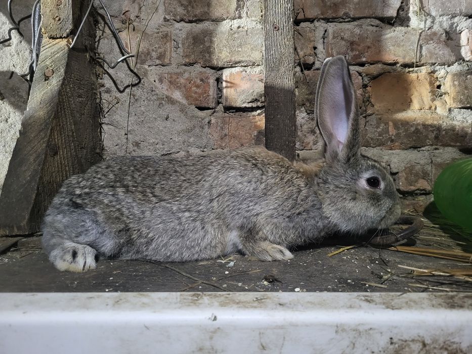 Продам кроликов...