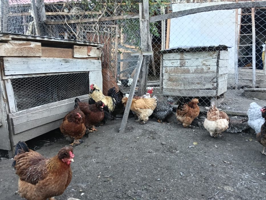 Oua pentru incubat motate barboase si frezate