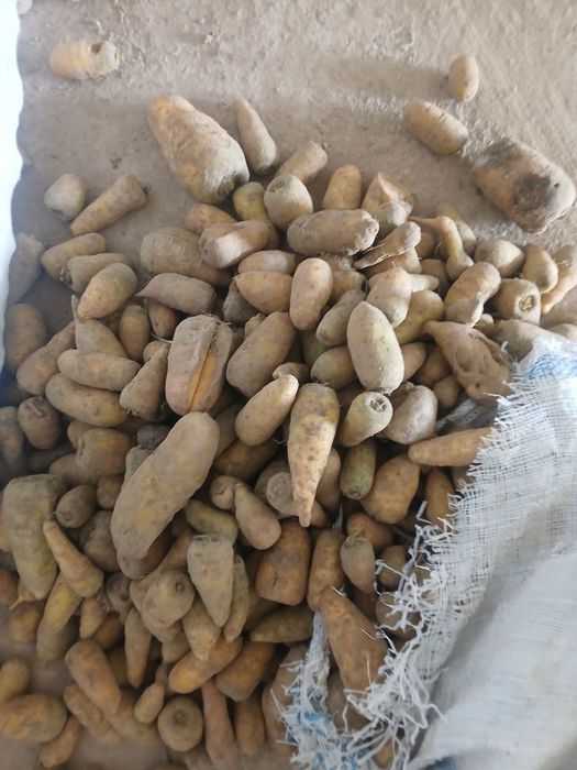 Molga sabzi bor chirimagan holati yaxshi