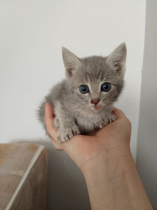 Котенок в хорошие руки