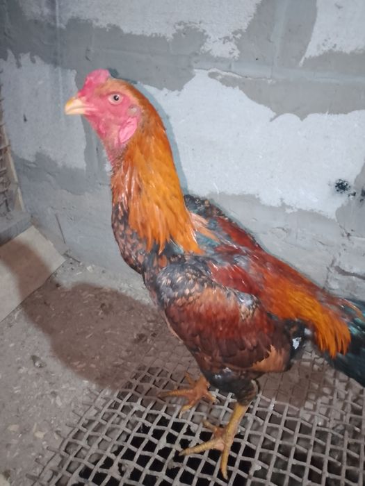 Продам Шамо жужика