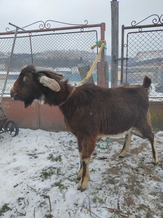 Vand capra Tap de 10 luni