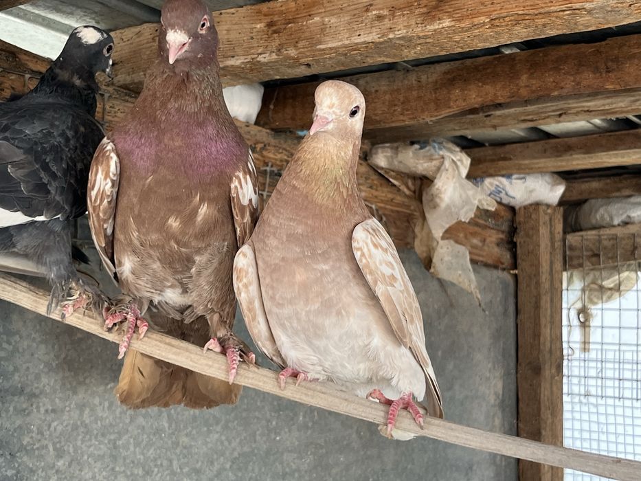 Кептер бар барник 2500 парник жок 1000