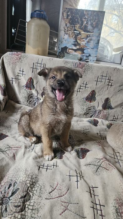 Отдам щенков 2 месяца