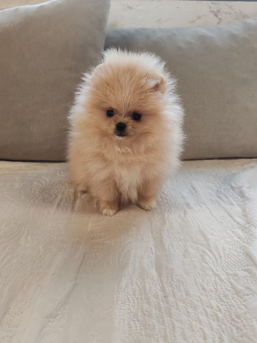 Померан мини мъжко