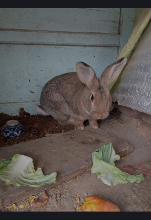 FLANDER Quyon sotiladi