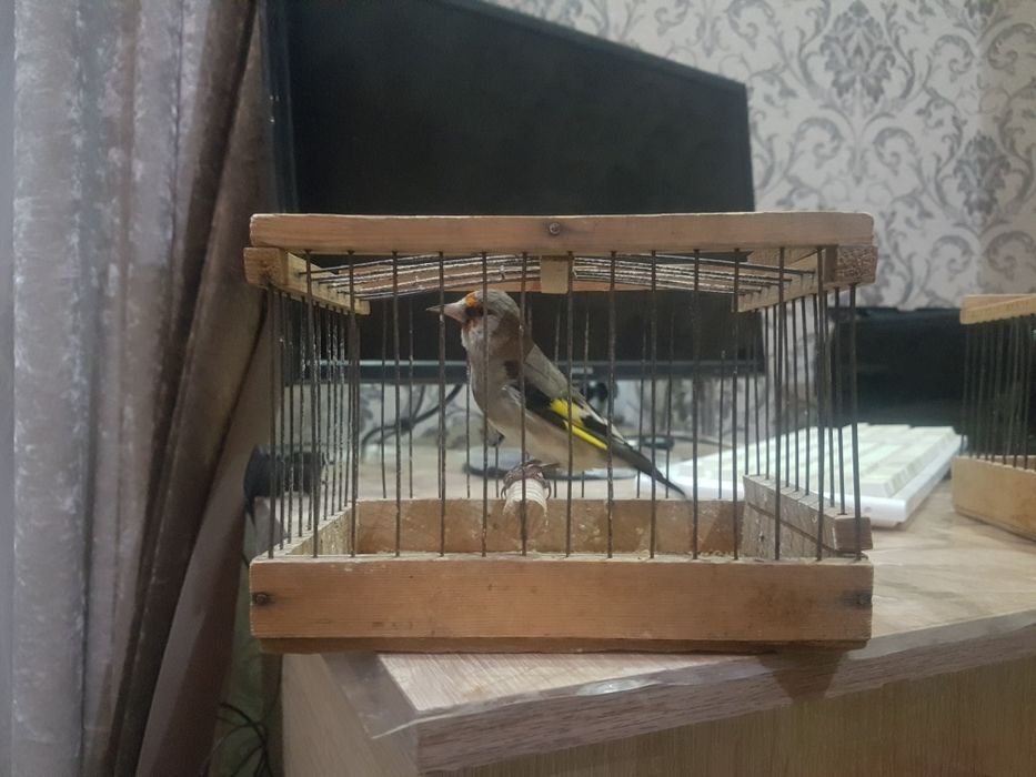 Ormon qushlari Sava repler sotiladi narxi 30 mingan 100 mingacha