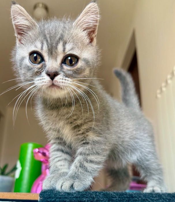 Pui British Shorthair – Mascul și Femelă (3 luni, Vaccinați, Educați)