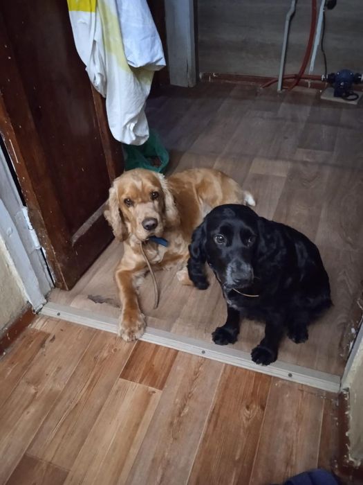 Английский кокер спаниель