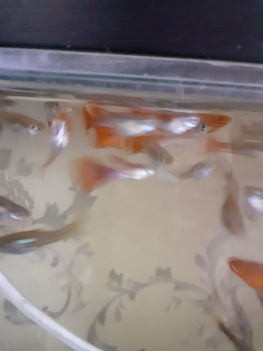 Продам аквариумных рыбок.