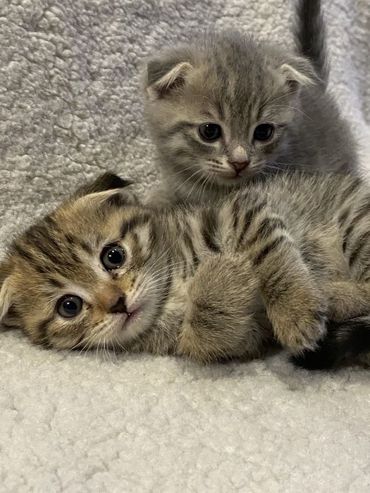 Shinshila soglom akilli