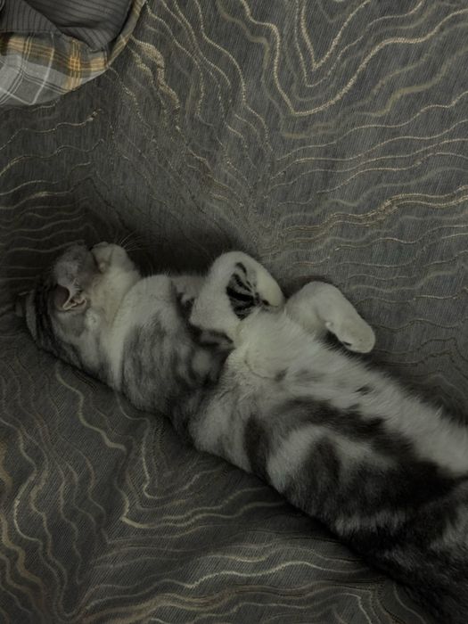Отдат кошечку даром
