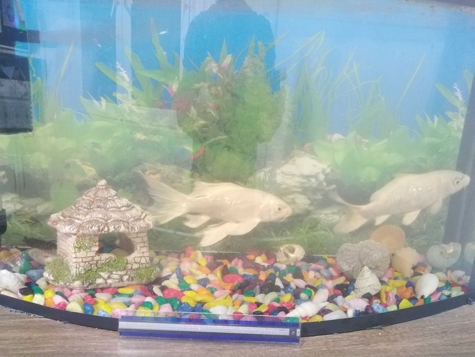 Рыба коя для аквариум