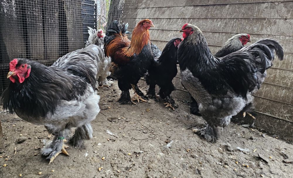 Cocosi tineri Brahma