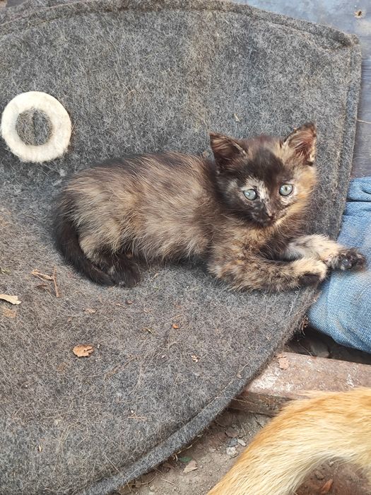 Отдам котят в хорошие руки