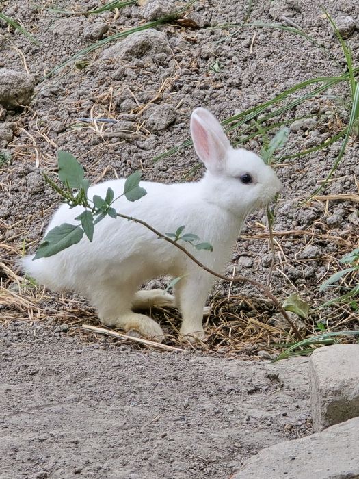 Oq rangli Quyonlar sotiladi.
