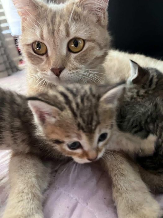 Тигровый комочек