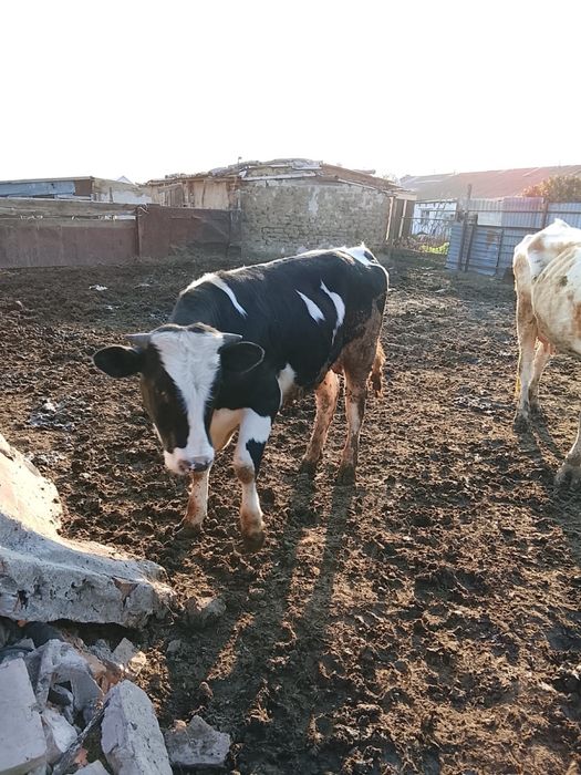 Продам племянного быка