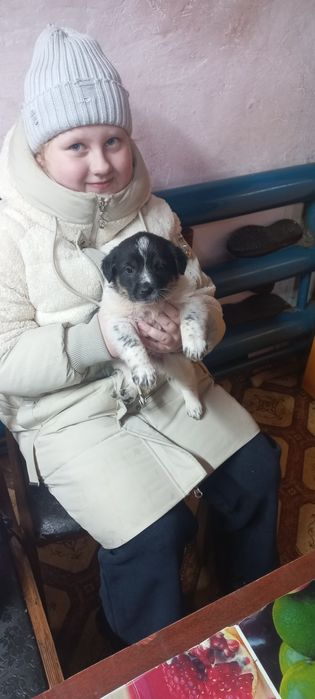 Отдам щенят в хорошие руки